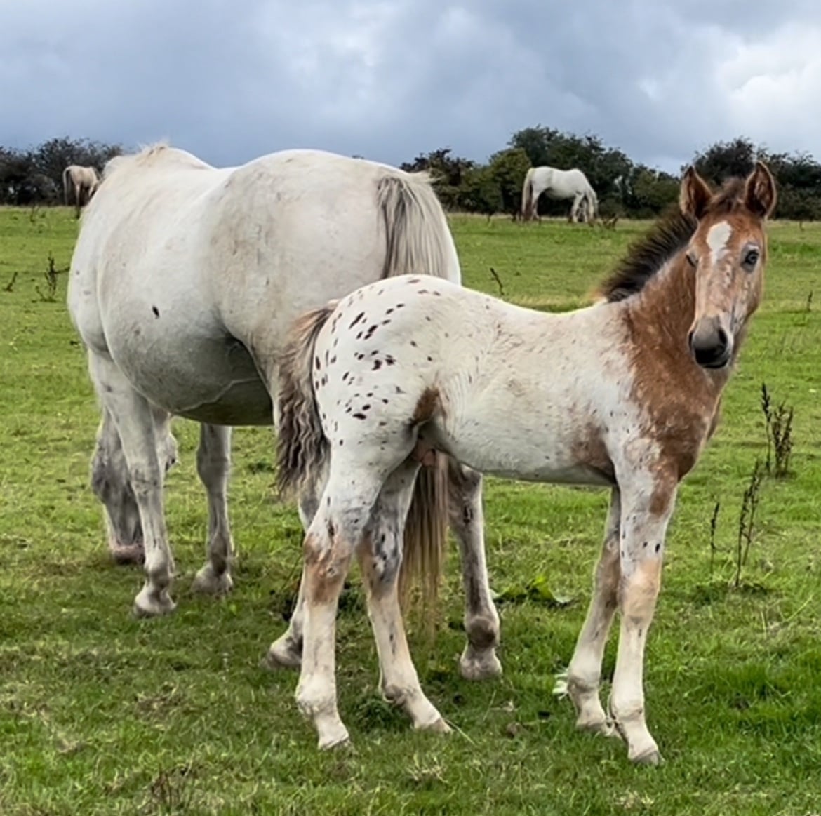 "Stunning Appaloosa x Cob " Blanket Spot Colt Youngstock / Foal - Horses in Leeds