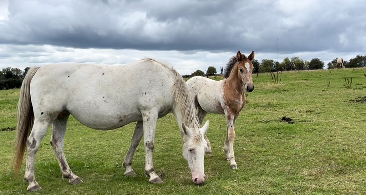 "Stunning Appaloosa x Cob " Blanket Spot Colt Youngstock / Foal - Horses