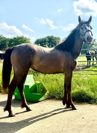"Thea" Grey Filly Youngstock / Foal