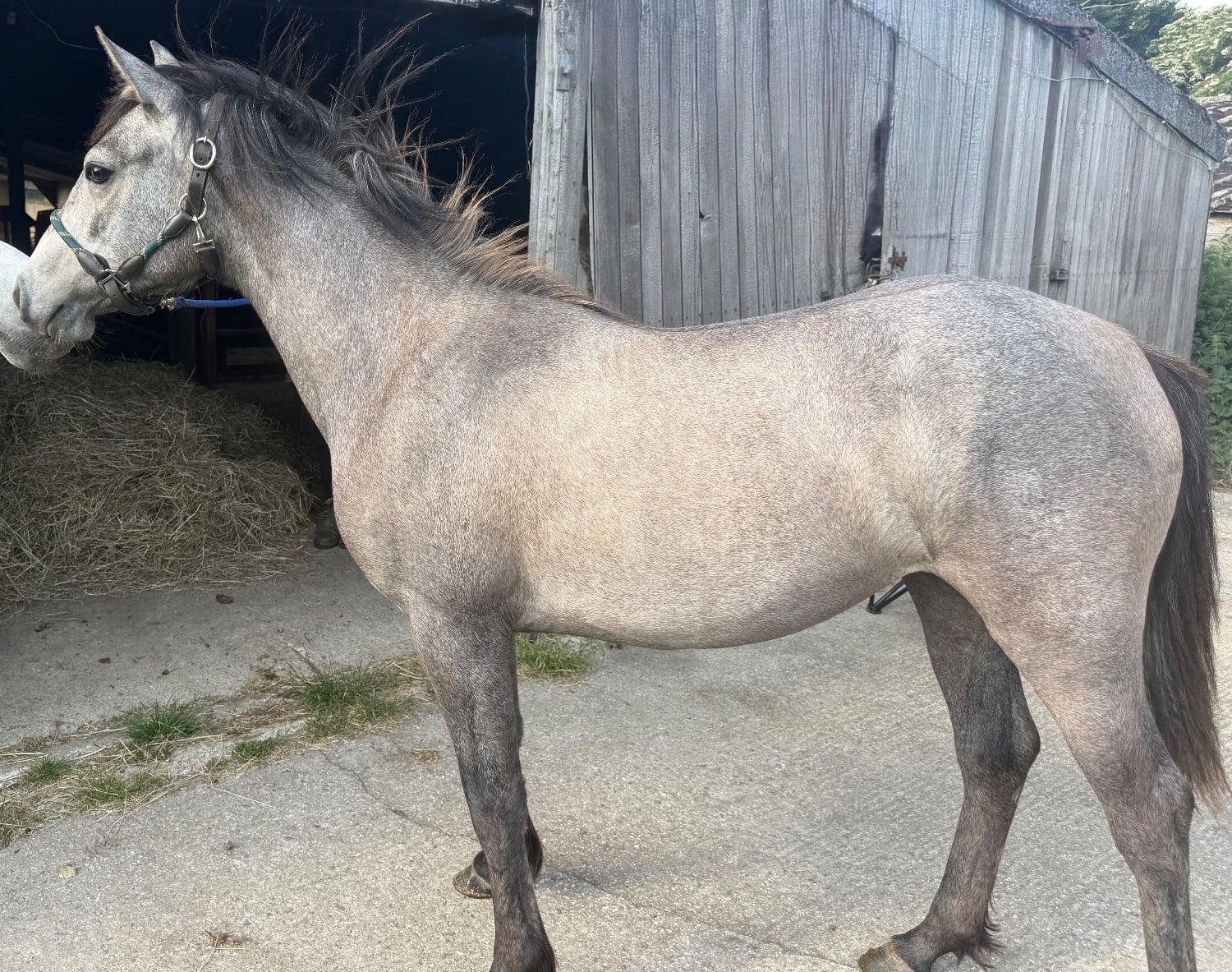 "Thea" Grey Filly Youngstock / Foal