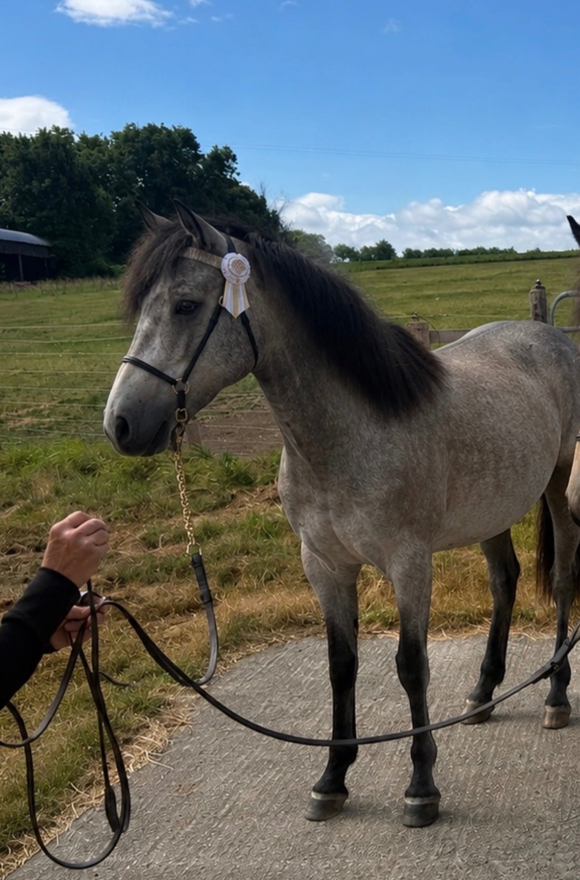 Richmond "Thea" Grey Filly Youngstock / Foal