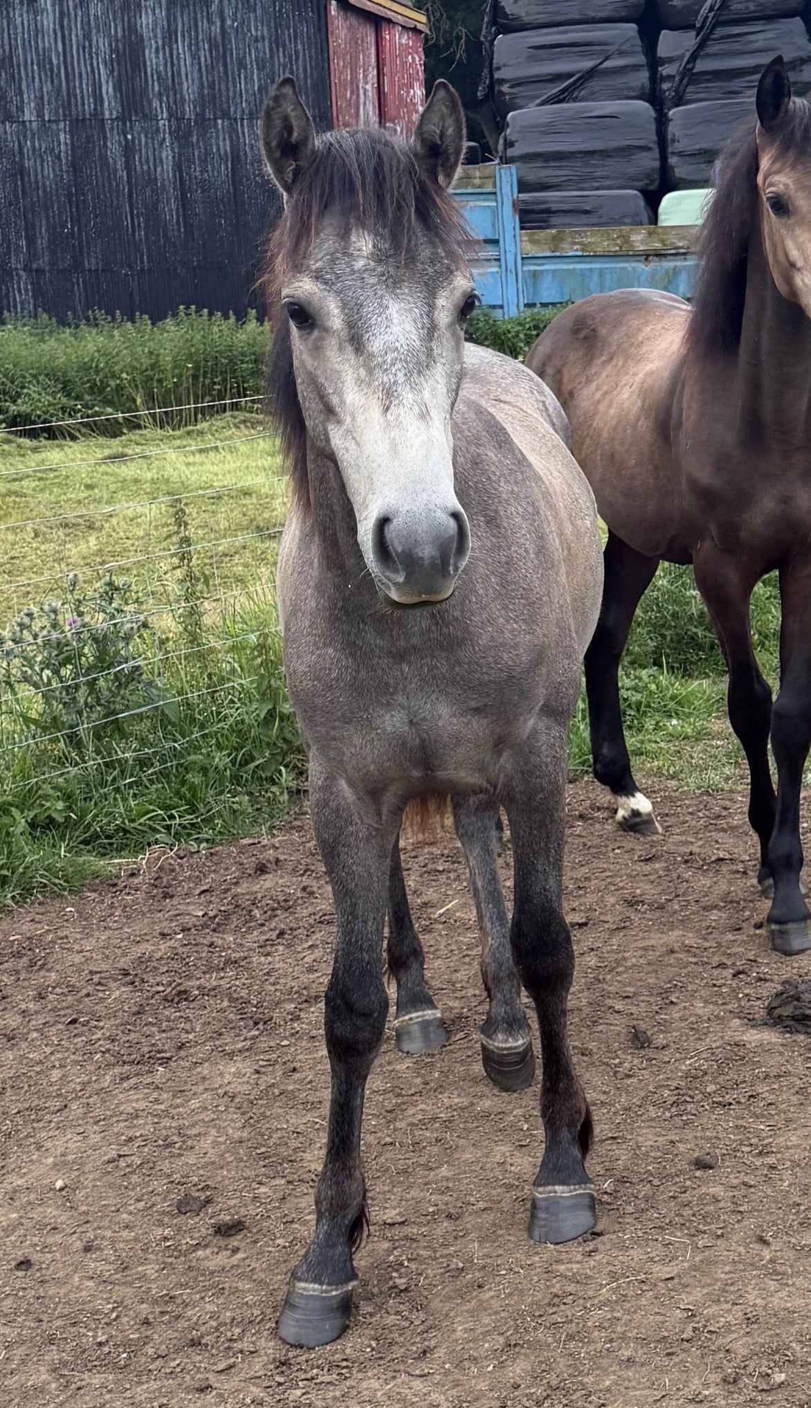"Thea" Grey Filly Youngstock / Foal - Horses in Richmond