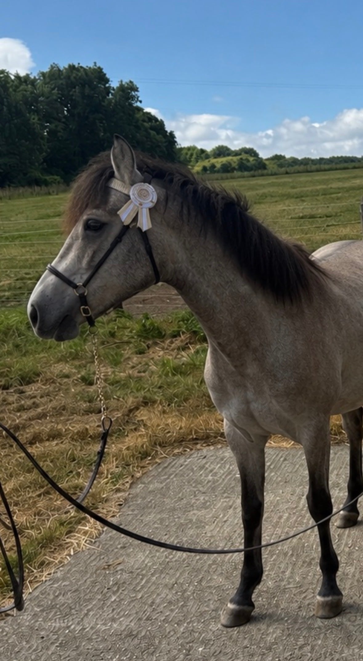 "Thea" Grey Filly Youngstock / Foal - Horses