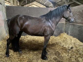 "Blank Ink" Black Mare All Rounder