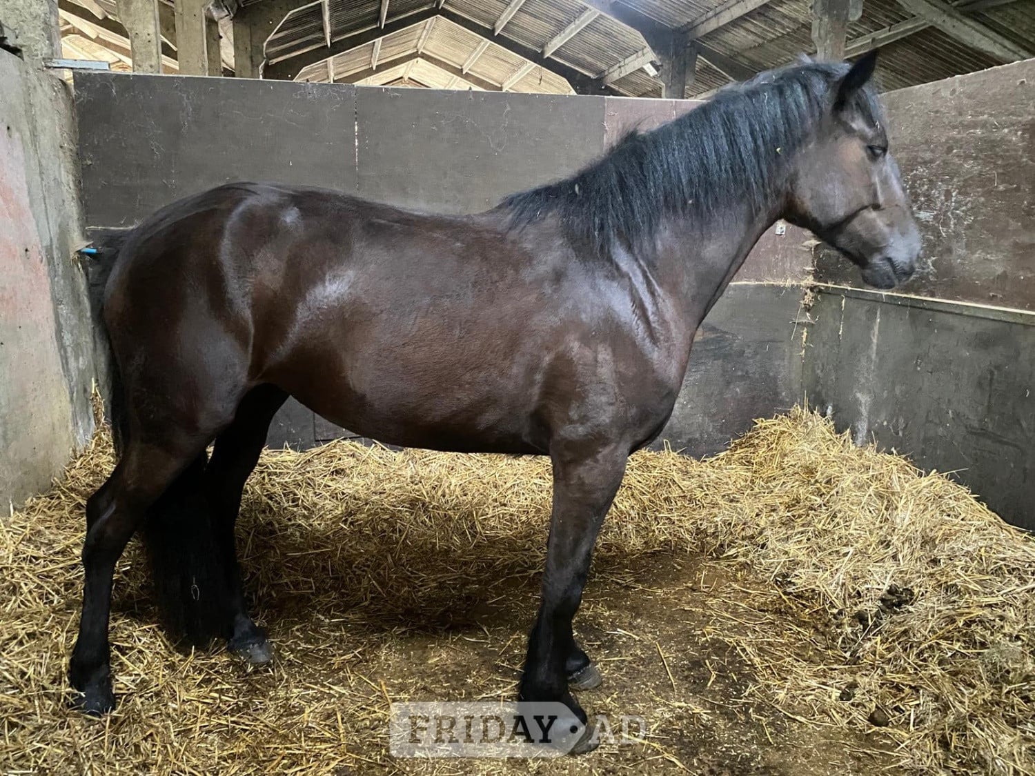 "Blank Ink" Black Mare All Rounder in Tunbridge Wells
