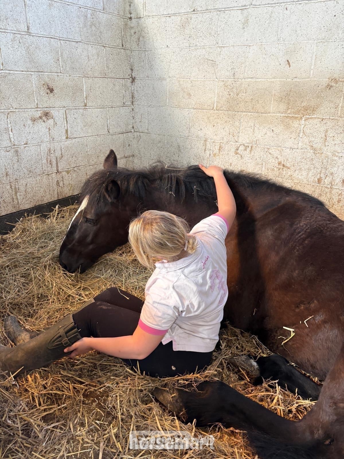 "Blank Ink" Black Mare All Rounder