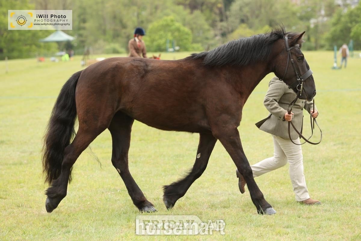Tunbridge Wells "Blank Ink" Black Mare All Rounder
