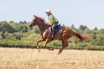 "Whiskey Max" Chestnut Gelding All Rounder