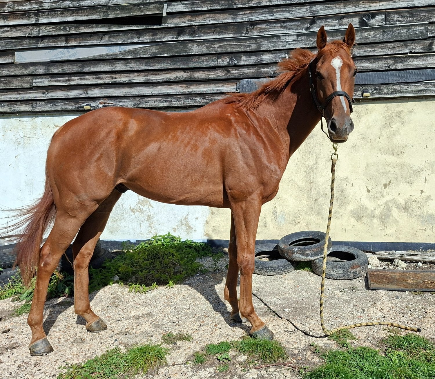 "Whiskey Max" Chestnut Gelding All Rounder