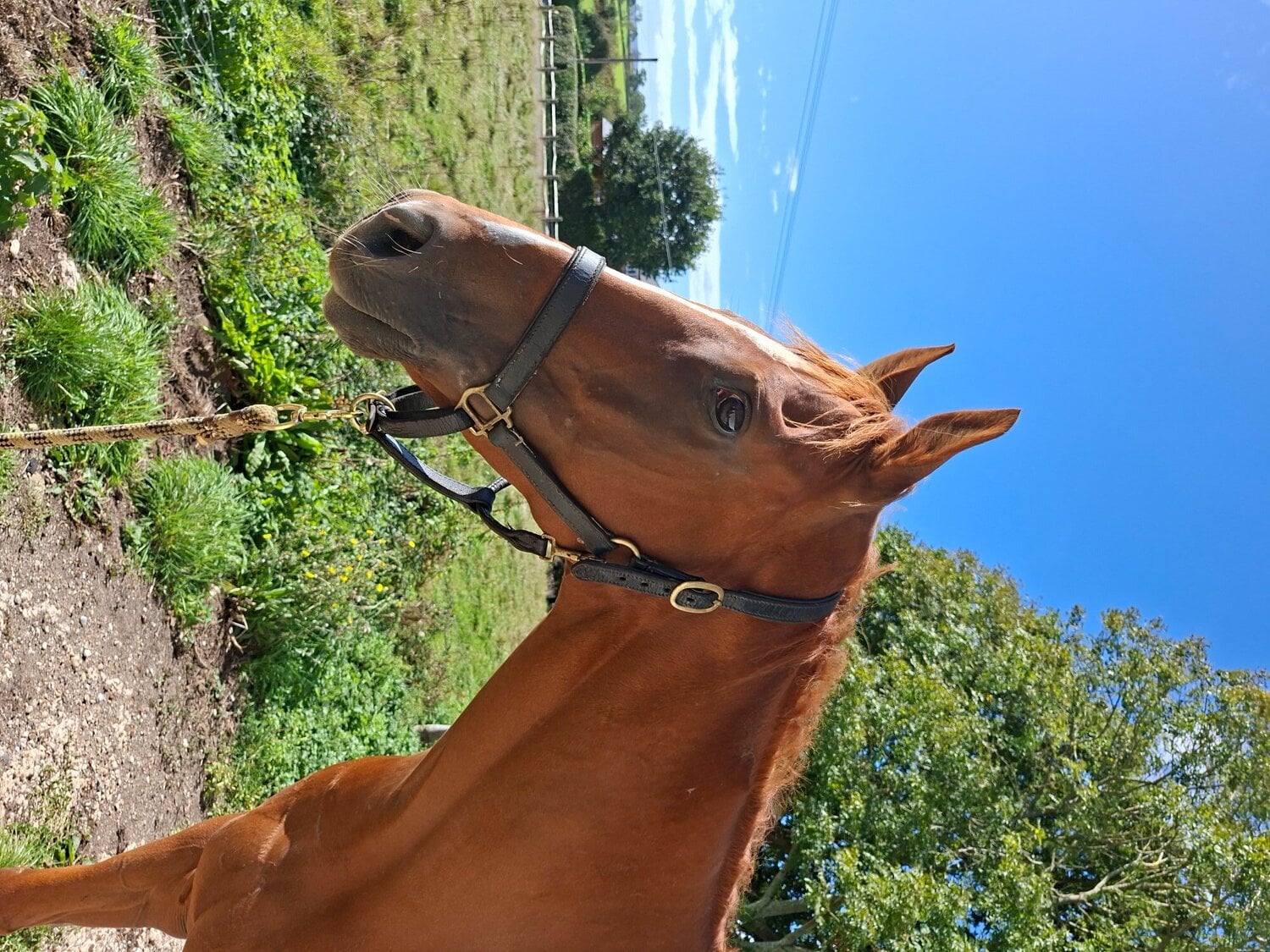 "Whiskey Max" Chestnut Gelding All Rounder - Horses in Battle