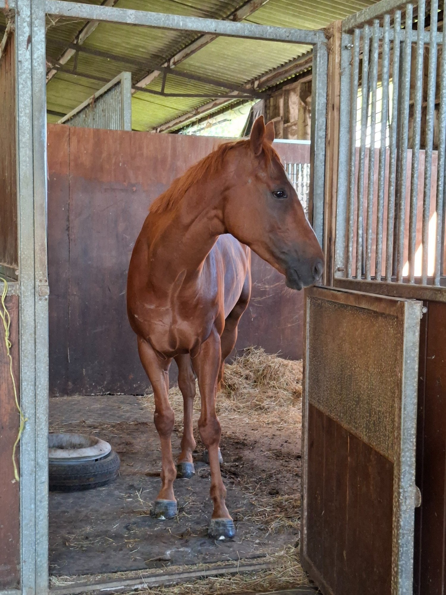 "Whiskey Max" Chestnut Gelding All Rounder - Horses