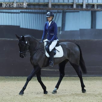 "Jilly " Black Mare All Rounder
