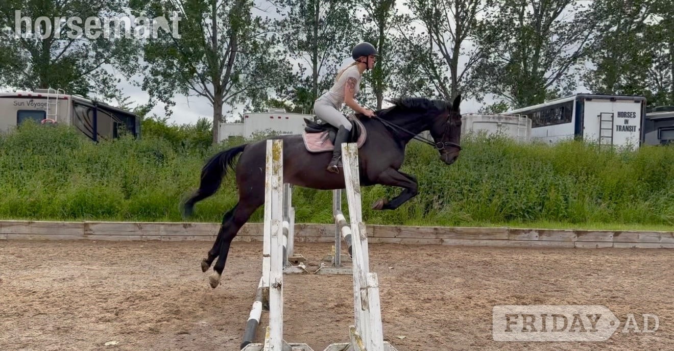 "Jilly " Black Mare All Rounder