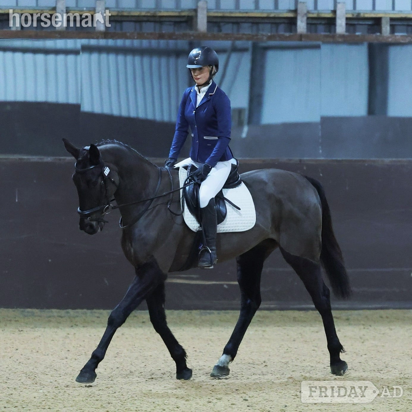 "Jilly " Black Mare All Rounder in Brize Norton