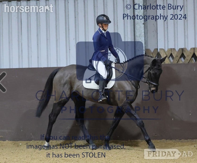 "Jilly " Black Mare All Rounder - Horses in Brize Norton