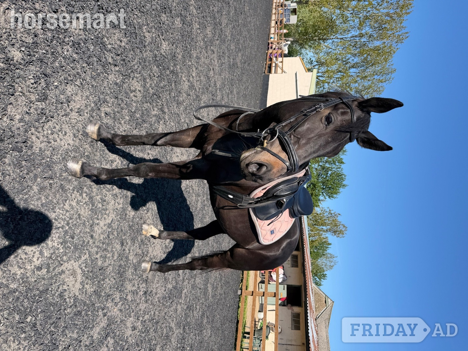 Brize Norton "Jilly " Black Mare All Rounder