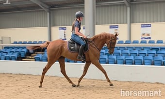"Ed"  Gelding All Rounder