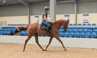 "Ed"  Gelding All Rounder