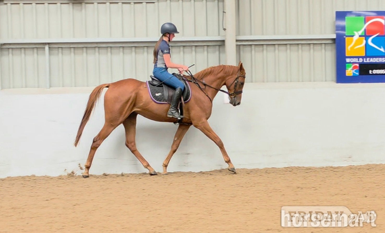 "Ed"  Gelding All Rounder