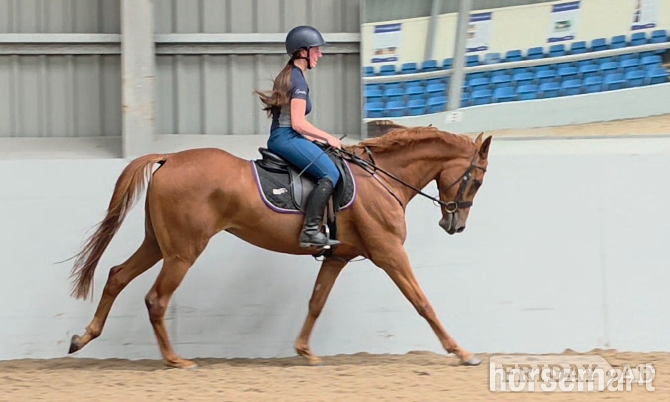 Burnley "Ed"  Gelding All Rounder