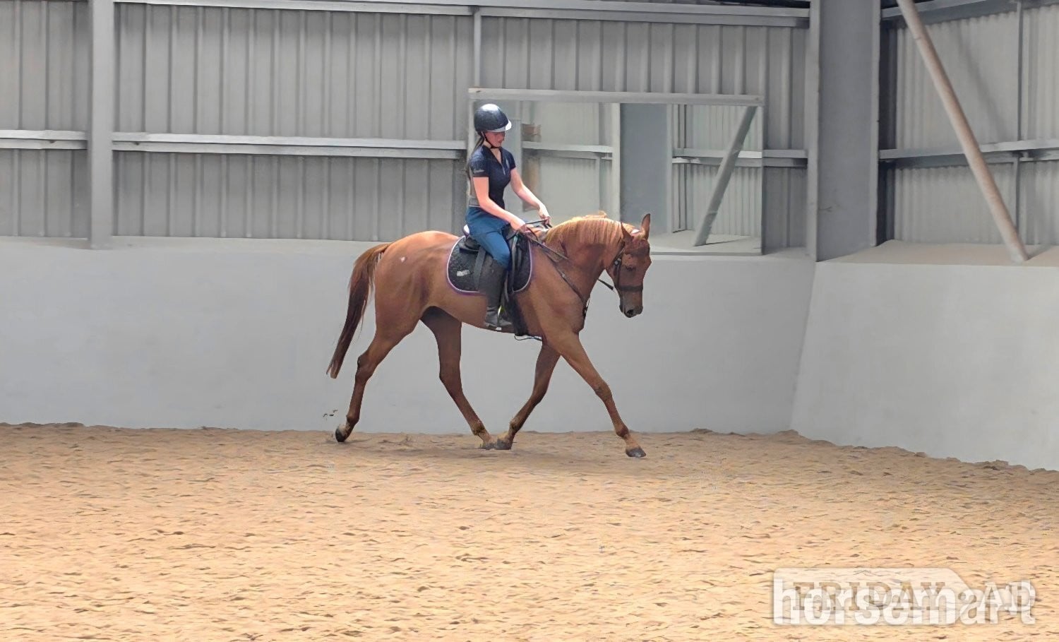 "Ed"  Gelding All Rounder - Horses in Burnley