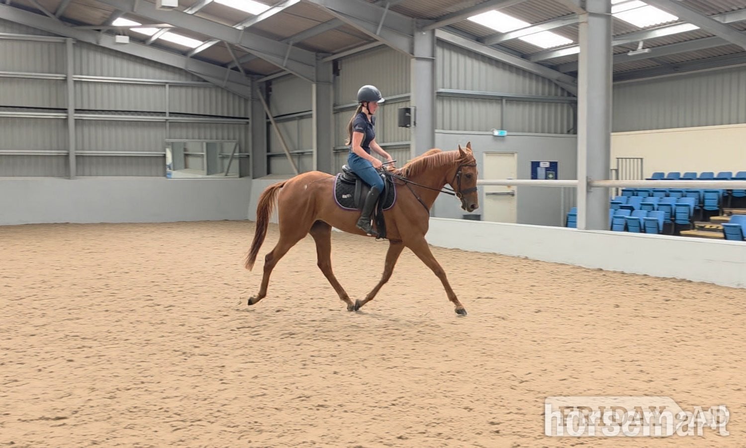 "Ed"  Gelding All Rounder - Horses
