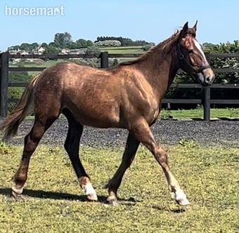 "Registered Irish Draught " Liver Chestnut Gelding Working Hunter Horse
