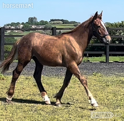 "Registered Irish Draught " Liver Chestnut Gelding Working Hunter Horse in Leeds