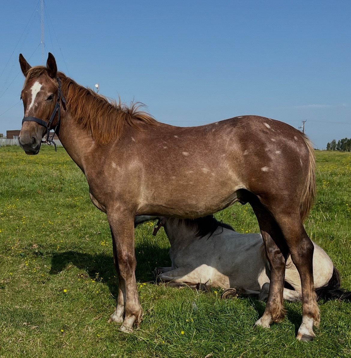 "Registered Irish Draught " Liver Chestnut Gelding Working Hunter Horse