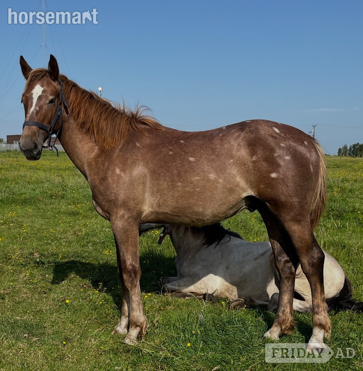 "Registered Irish Draught " Liver Chestnut Gelding Working Hunter Horse
