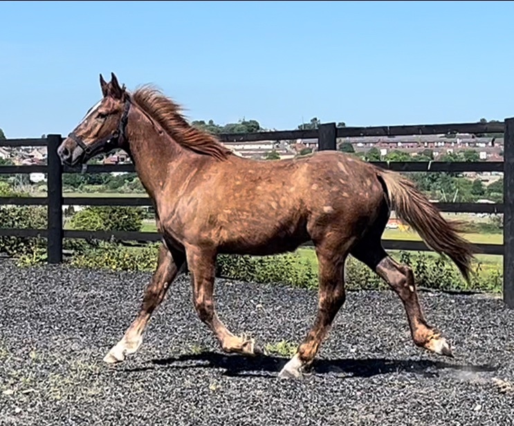 Leeds "Registered Irish Draught " Liver Chestnut Gelding Working Hunter Horse