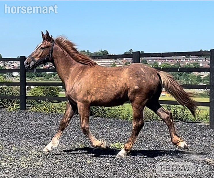 Leeds "Registered Irish Draught " Liver Chestnut Gelding Working Hunter Horse