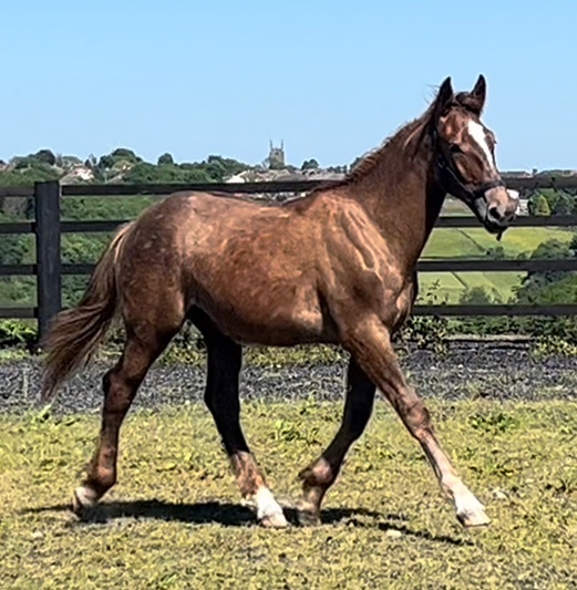 "Registered Irish Draught " Liver Chestnut Gelding Working Hunter Horse - Horses in Leeds