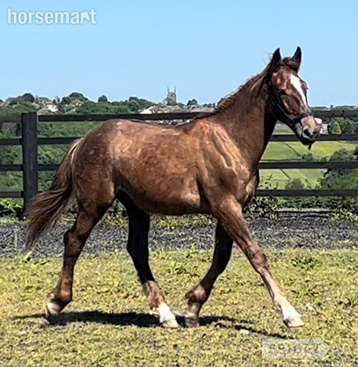 "Registered Irish Draught " Liver Chestnut Gelding Working Hunter Horse - Horses in Leeds