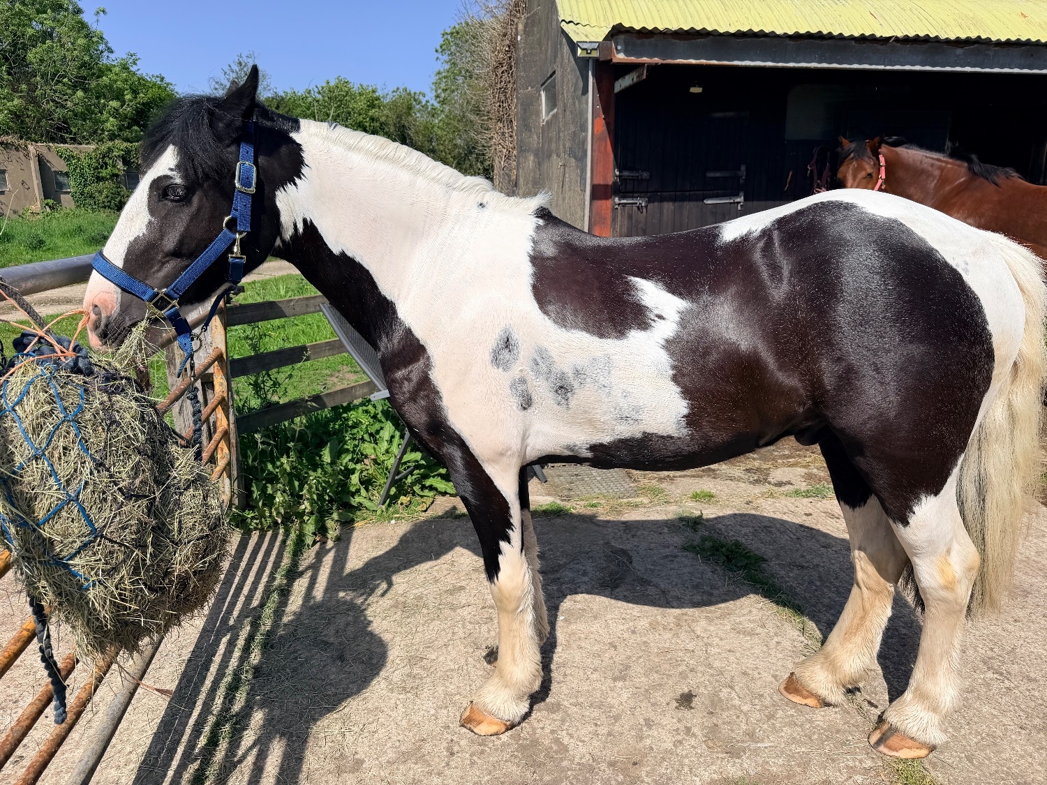 "Reuben " Piebald Gelding All Rounder