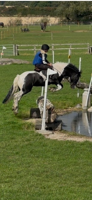 Richmond "Reuben " Piebald Gelding All Rounder