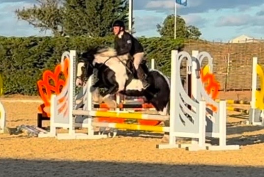 "Reuben " Piebald Gelding All Rounder - Horses in Richmond