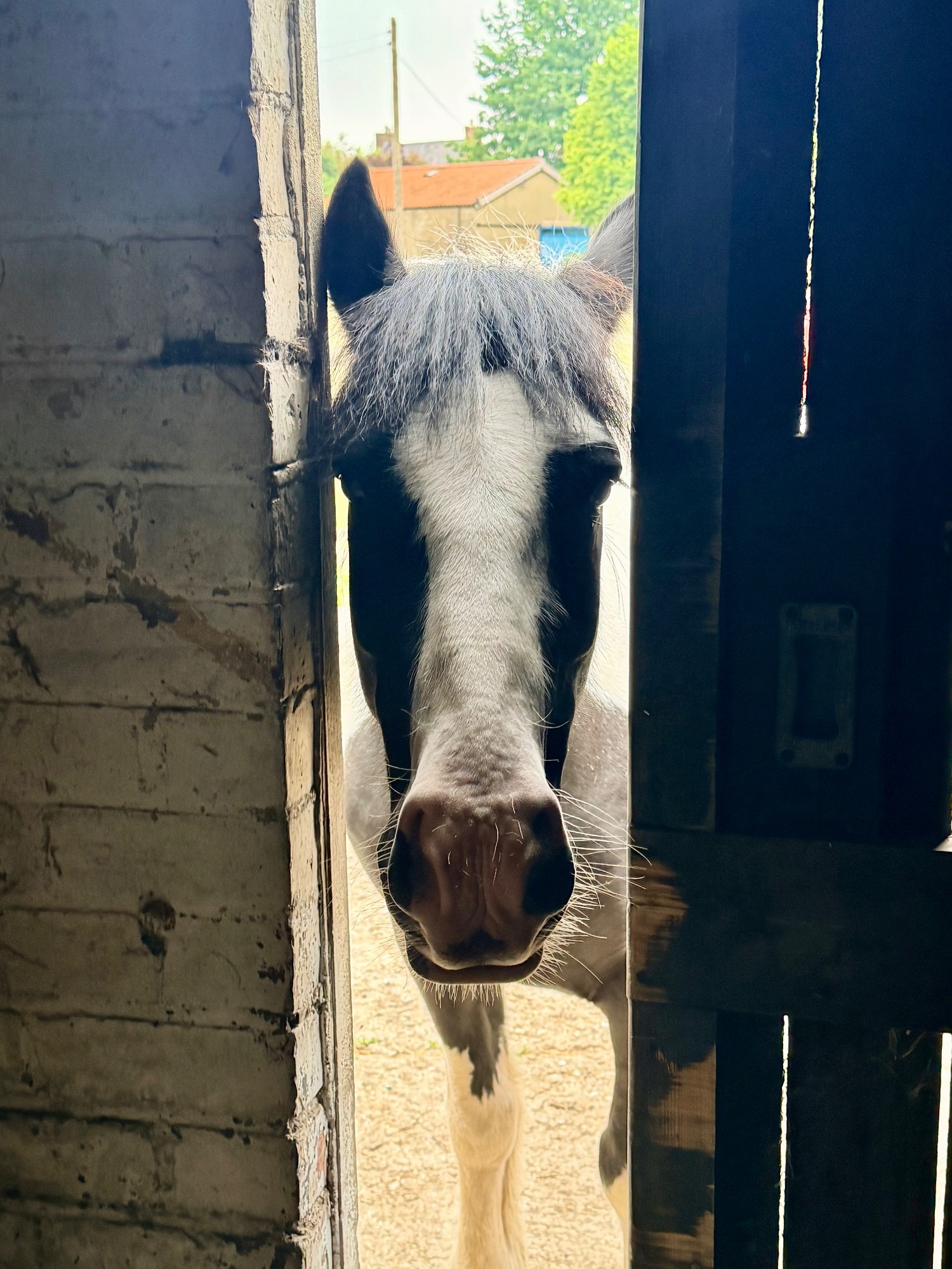 "Reuben " Piebald Gelding All Rounder - Horses