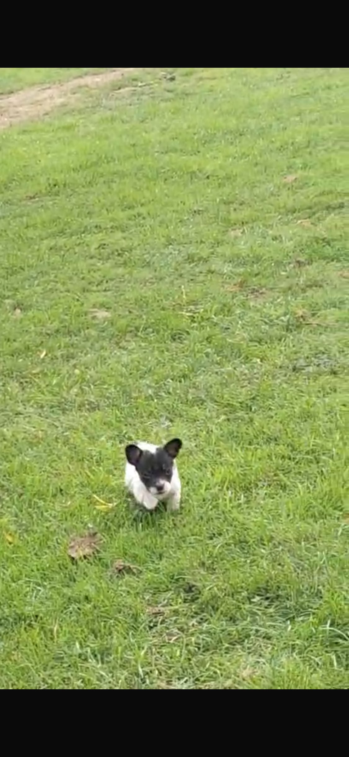 ADORABLE chihuahua X Boston terrier pups  