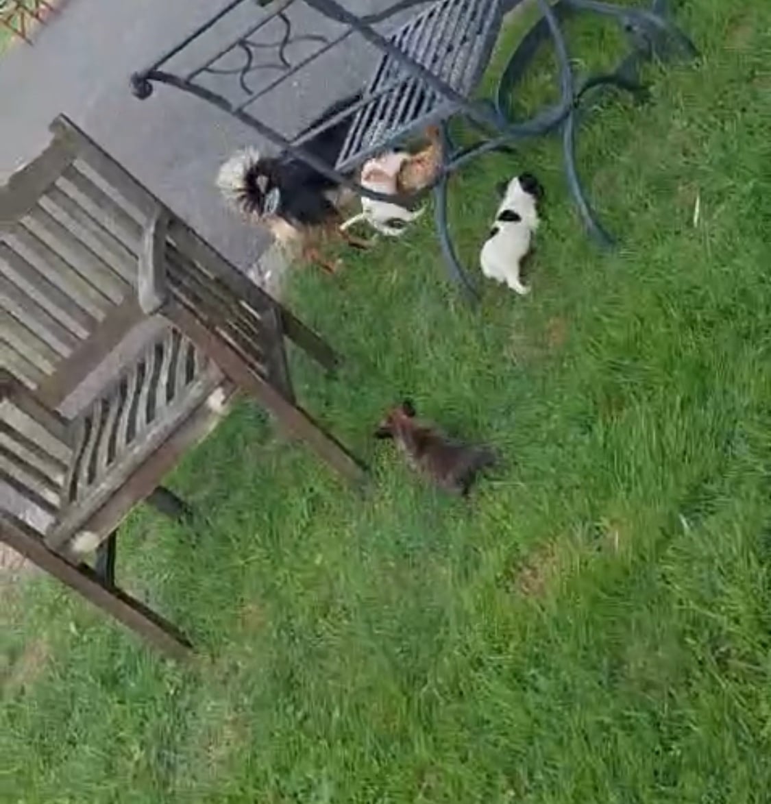 Maidstone ADORABLE chihuahua X Boston terrier pups  