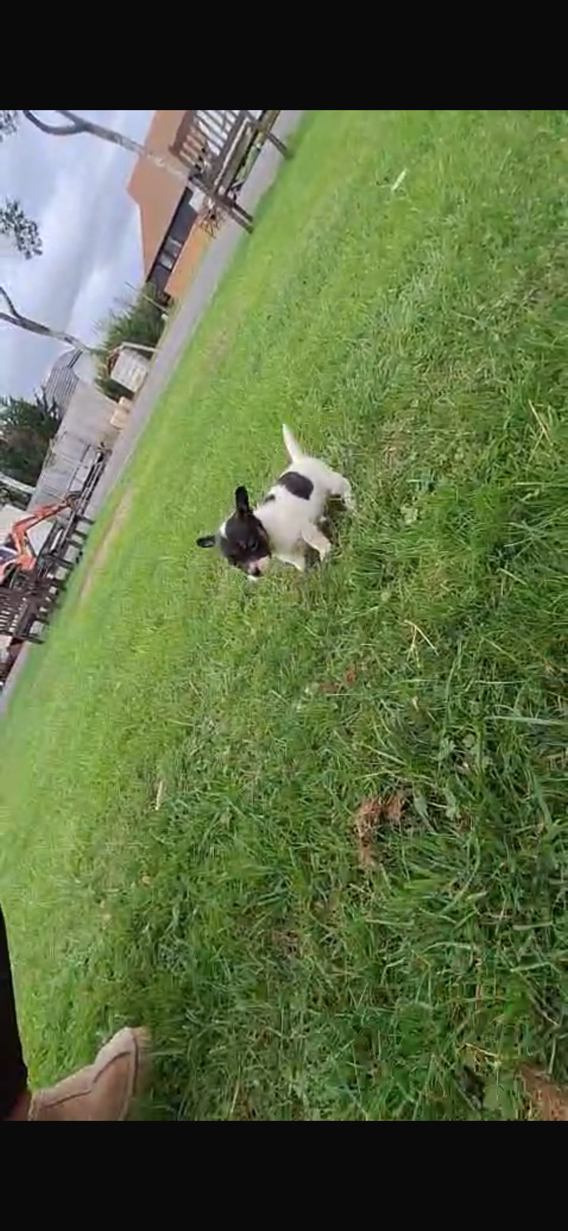 ADORABLE chihuahua X Boston terrier pups   -  in Maidstone