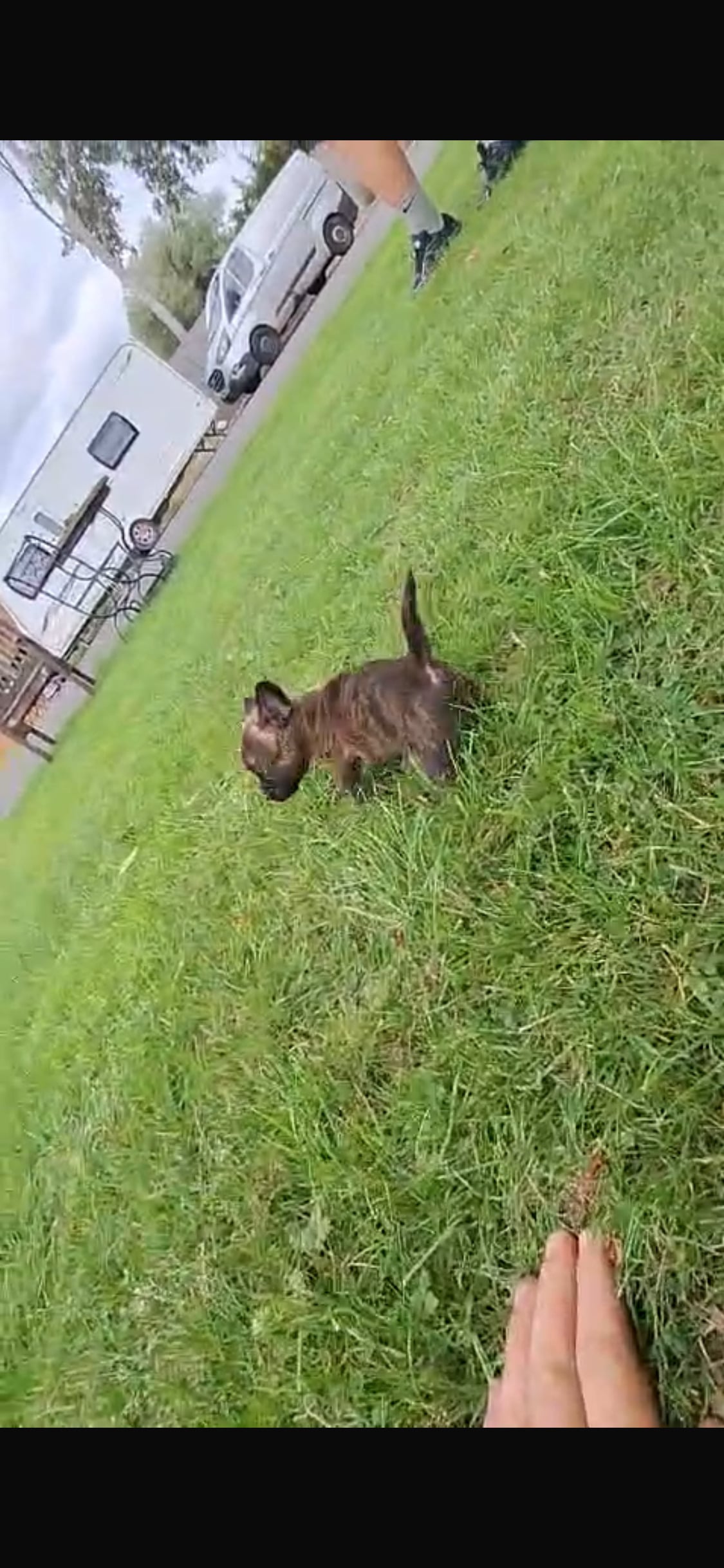 ADORABLE chihuahua X Boston terrier pups   - 