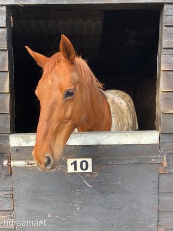 "Zara" Chestnut Mare Companion Horse