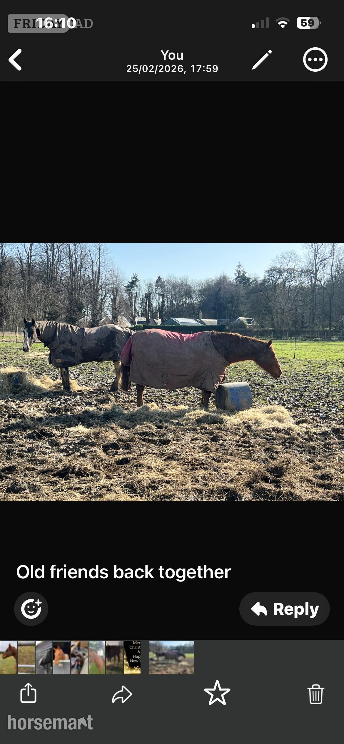 "Zara" Chestnut Mare Companion Horse - Horses