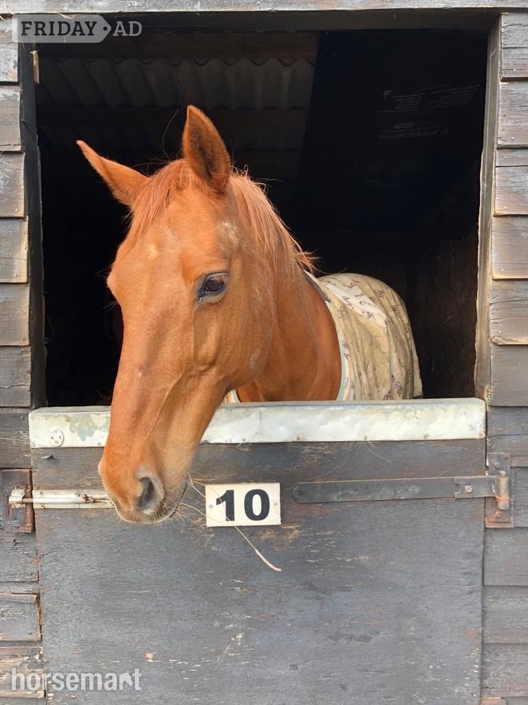 "Zara" Chestnut Mare Companion Horse in Ipswich