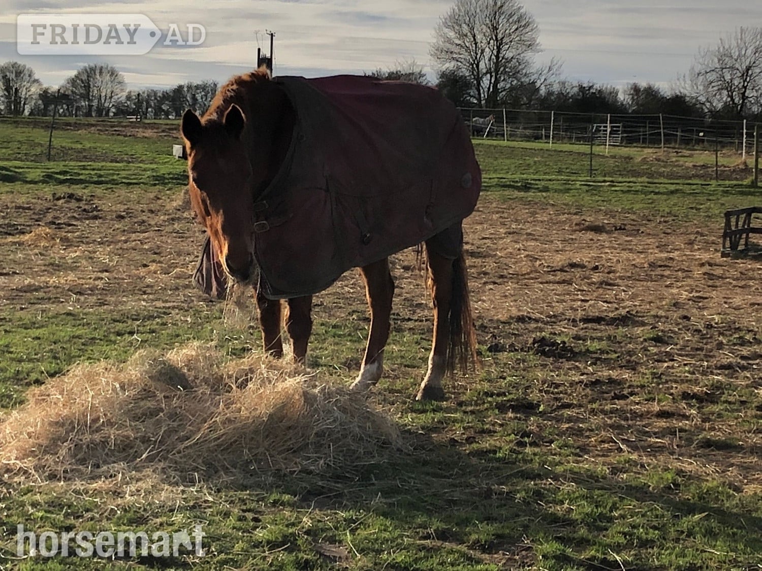 "Zara" Chestnut Mare Companion Horse - Horses in Ipswich