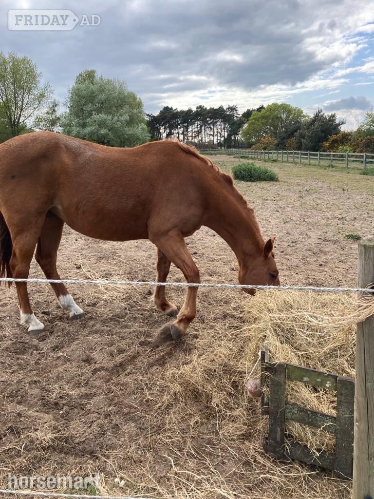 Ipswich "Zara" Chestnut Mare Companion Horse