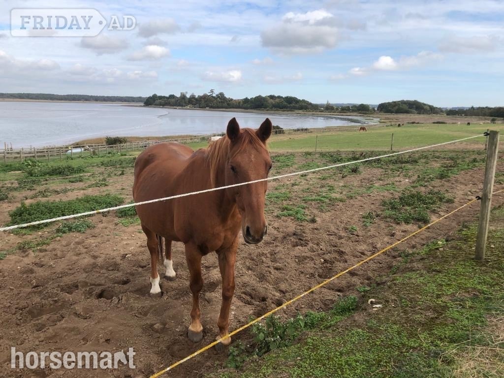 "Zara" Chestnut Mare Companion Horse