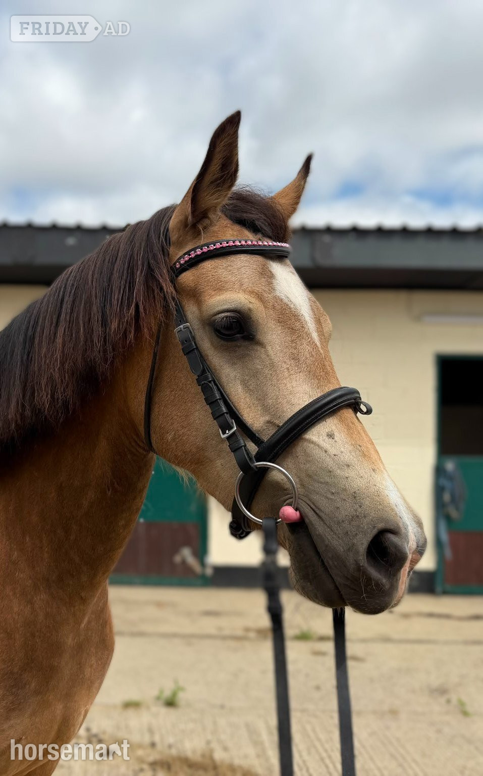 "Florence " Dun Mare All Rounder in Sedgefield