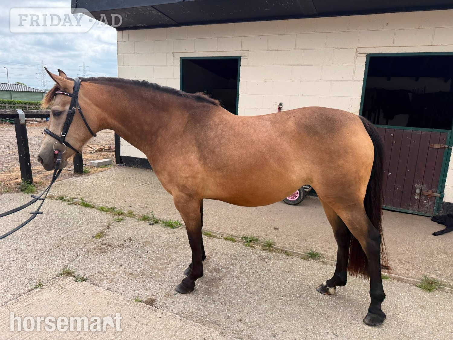 "Florence " Dun Mare All Rounder
